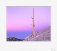 Bristlecone Pine Tree, Californie