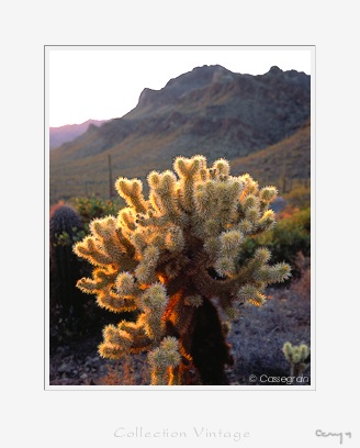 Cactus saguaro, Arizona