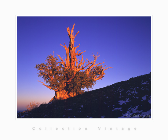 Fire, Bristlecone Pine Tree, Californie