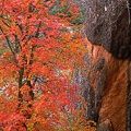 Zion Nat'l Park, Utah