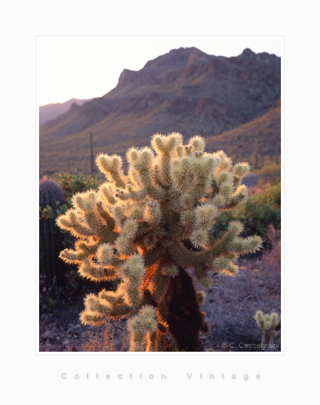 Cactus saguaro, Arizona