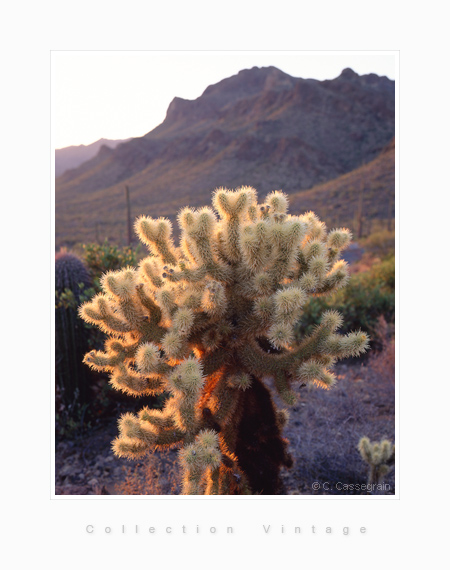 Saguaro park, Arizona