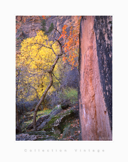 Zion park, Utah