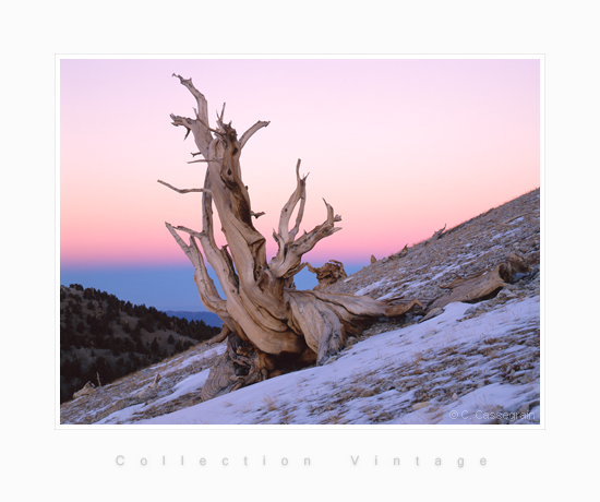 Bristlecone Pine Tree, Californie