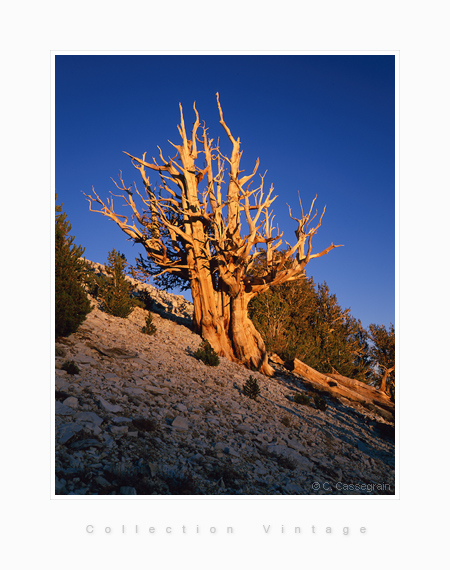 Bristlecone Pine Tree, Californie