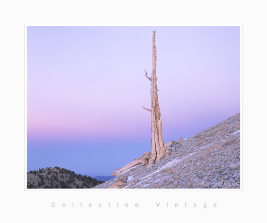 Bristlecone Pine Tree, Californie